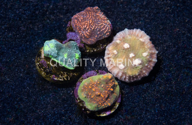 Chalice, Grade A :: 62446