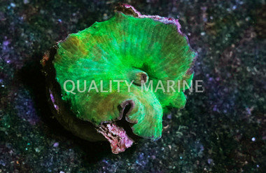 Mushroom Aussie Green :: 28594