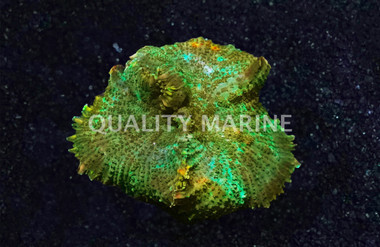 Mushroom Green Bullseye :: 96573