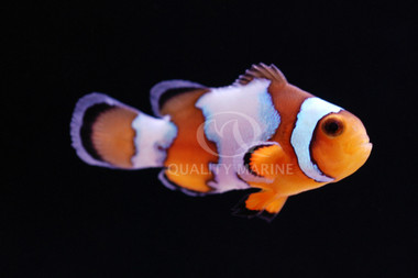 Snowflake Ocellaris Clownfish :: 14197