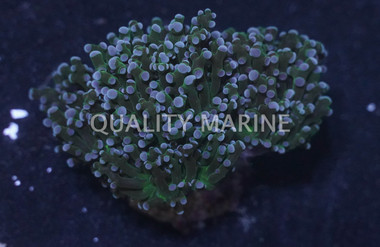 Purple Tip Green Branching Octopus Coral :: 82535
