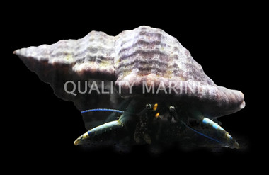 Green Hermit Crab :: 74316