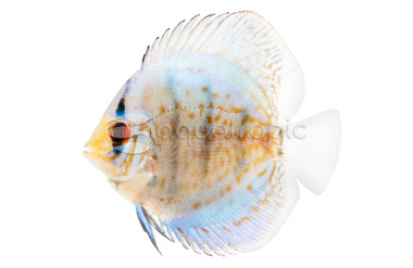 Cobalt Discus :: 24003