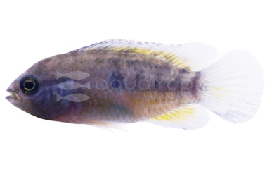 Dwarf Bimaculata Cichlid :: 27273