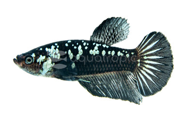 Black Mamba Betta, Male :: 13681