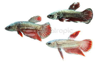 Plakat Dragon Mixed, Male :: 18164