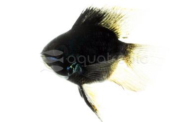 Ram, Black Balloon :: 88901