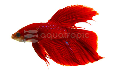 Halfmoon Red, Male :: 99342