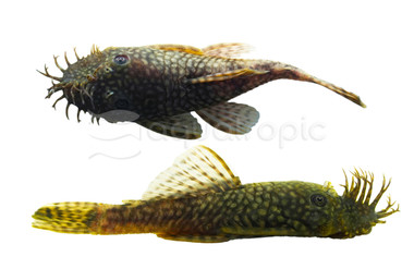 Bristlenose Plecostomus :: 58098