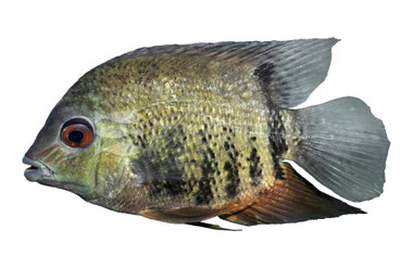 Severum Green Spotted :: 91860