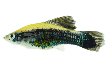 Hifin Green Tuxedo Swordtail :: 35259