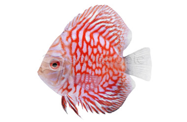 Pigeon Blood Discus :: 77534