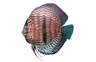 Heckel Leopard Discus :: 24084
