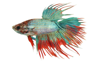 Crowntail Betta, Male :: 52932