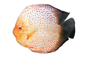Scorpion Blue Albino Discus :: 30147