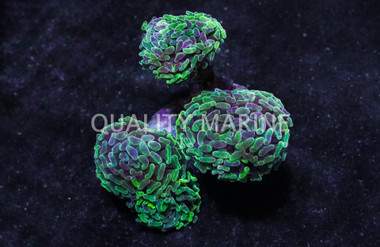 Green Purple Splatter Branching Hammer Coral :: 21547