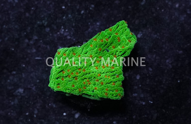 Monti, Encrusting Tequila Sunrise :: 51914