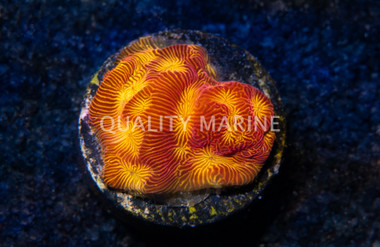 Leptoseris, Tan Lady :: 46092