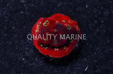 Favites, Spiderman :: 16993