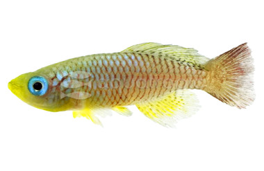 Red Gold Fin Foerschi Killifish :: 21336