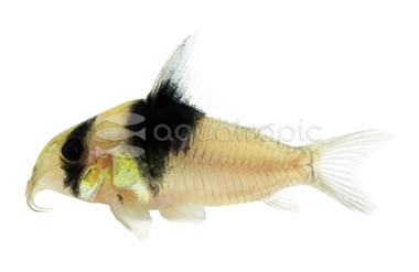 Wedge CW049 Cory Catfish :: 18815