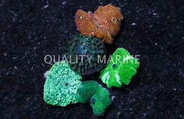 Mushroom Loose Single Polyp :: 55571