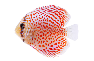 Leopard Red Discus :: 24011