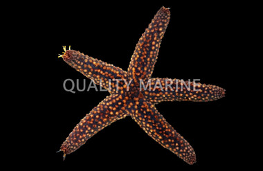 Spiny Sea Star :: 59082
