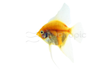 Gold Red Cap Angelfish :: 67912