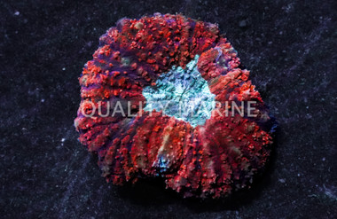 Brain Open Carpet Red w/Green Center :: 39873