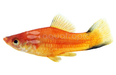 Red Twinbar Swordtail :: 69033