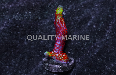 Branching Bubblegum :: 79013