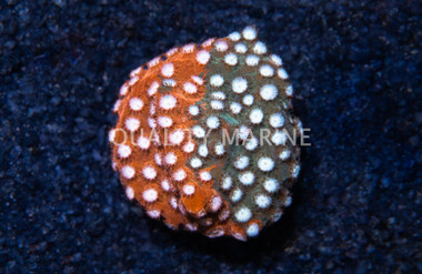 Cyphastrea, Fender Bender :: 82528