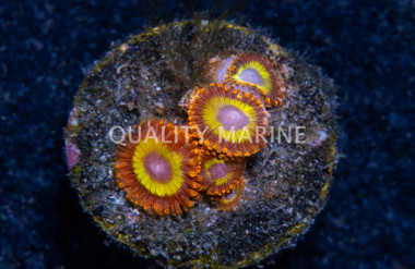 Zoa, Fruit Loop :: 93438