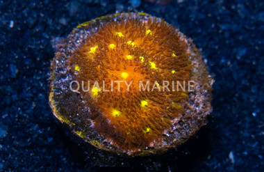 Psammocora, Autumn Harvest :: 33268