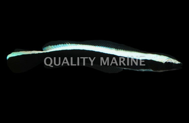 Blue Torpedo Goby, Les Villages :: 18749