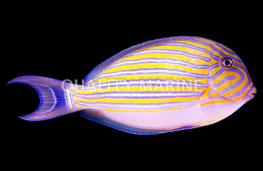 Lineatus Clown Tang, Les Villages :: 31636