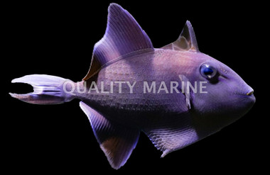 Red-Toothed Triggerfish , Les Villages :: 32050