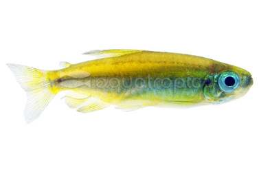 Congo Yellow Aurantiacus Tetra :: 71047