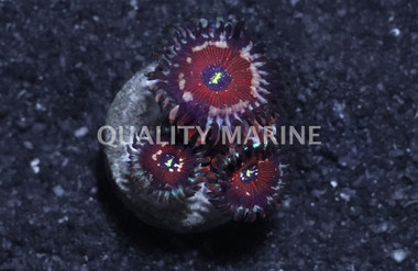 Blue Agave Zoanthid Frag :: 67544