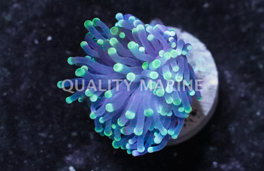 Torch, Yellow-Tip Corals, LPS Frag :: 19854