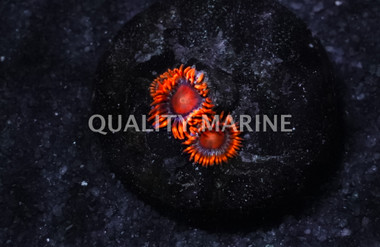 Zoa, Orange Mouth, Orange Face w/Orange Skirt Zoanthid Frag :: 10643