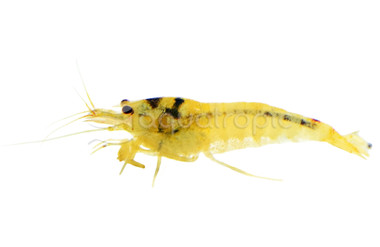 Black Mosura Shrimp :: 20079