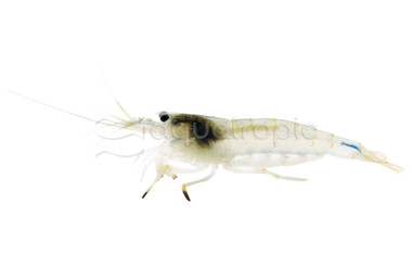 Amano Spotted / Yamato Shrimp :: 40574