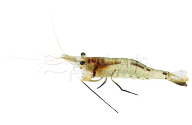 Six Banded Sulawesi Shrimp :: 20078