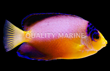 Multicolor Angelfish, KWA :: 57563