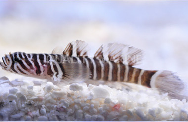 Orangespotted Goby :: 18674