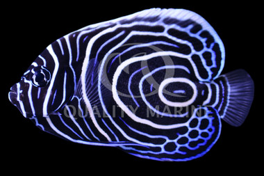 Tigerpyge Angelfish, Bali Aquarich :: 10213