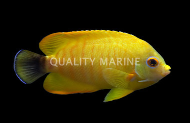 Imperator Angelfish, Les Villages Juvenile :: 10213