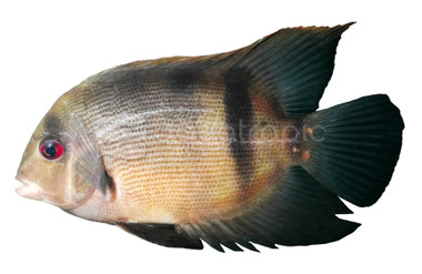 Uaru Panda Cichlids :: 81131